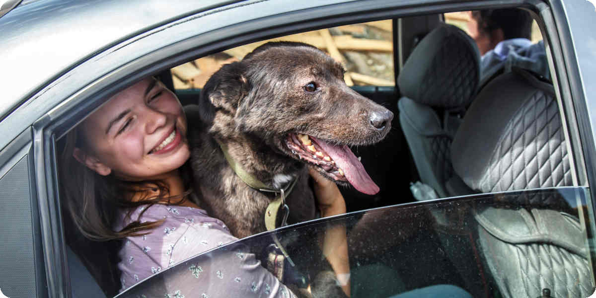 Autofahren mit Hund: Stress für den Vierbeiner
